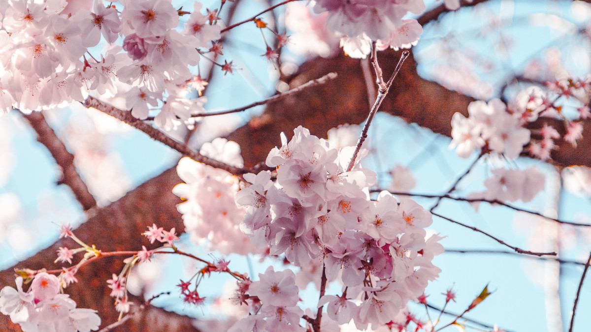 Gros plan sur les fleurs d'un cerisier japonais
