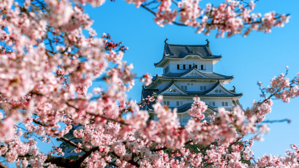 Hanami, l’hommage japonais à la beauté éphémère des cerisiers en fleurs