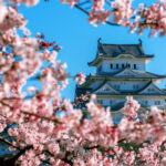 Hanami, l’hommage japonais à la beauté éphémère des cerisiers en fleurs